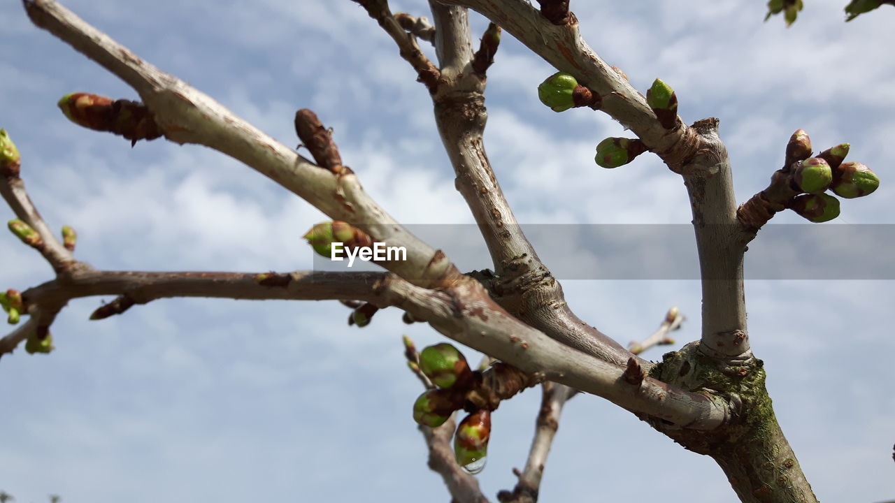 LOW ANGLE VIEW OF BERRIES ON TREE AGAINST SKY