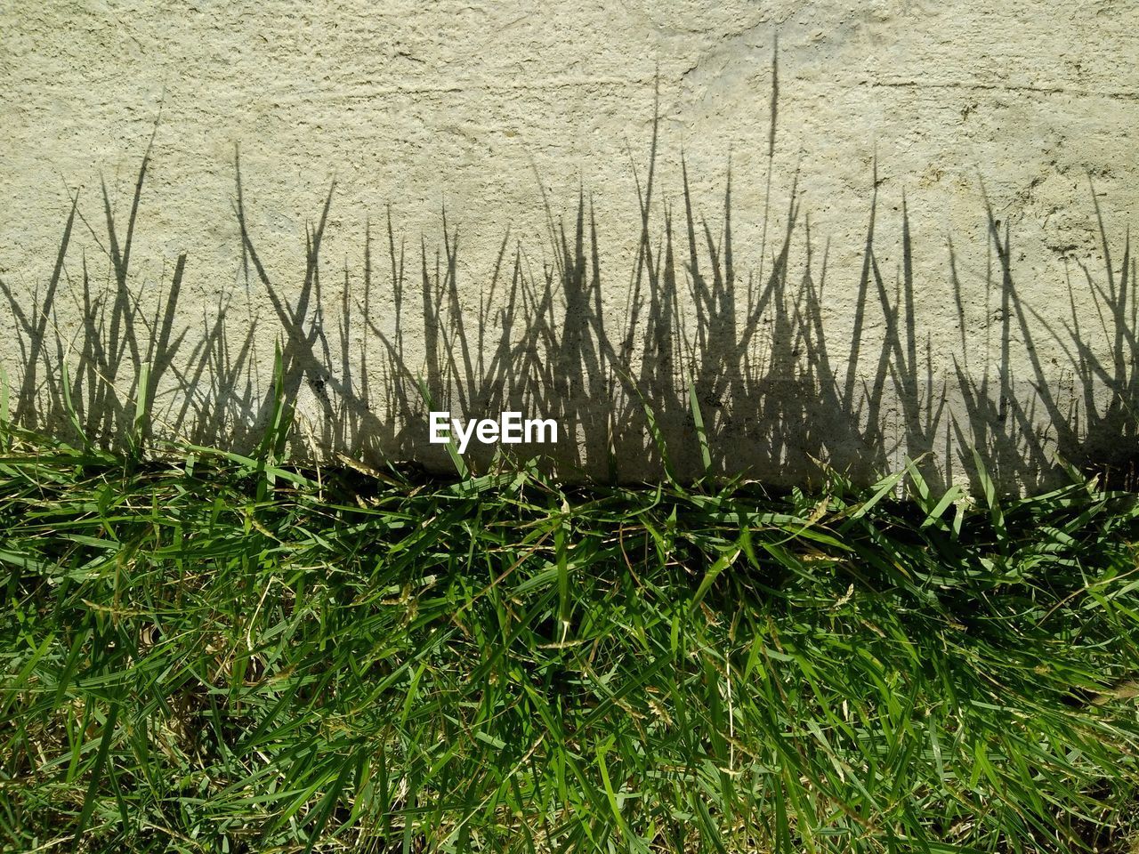 Grass growing in water