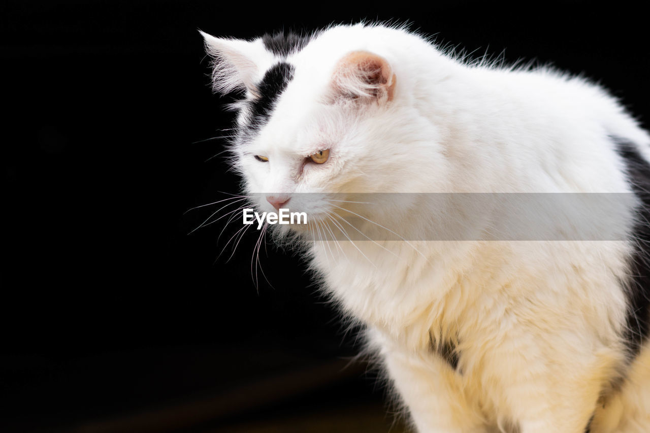 Close-up of white cat against black background