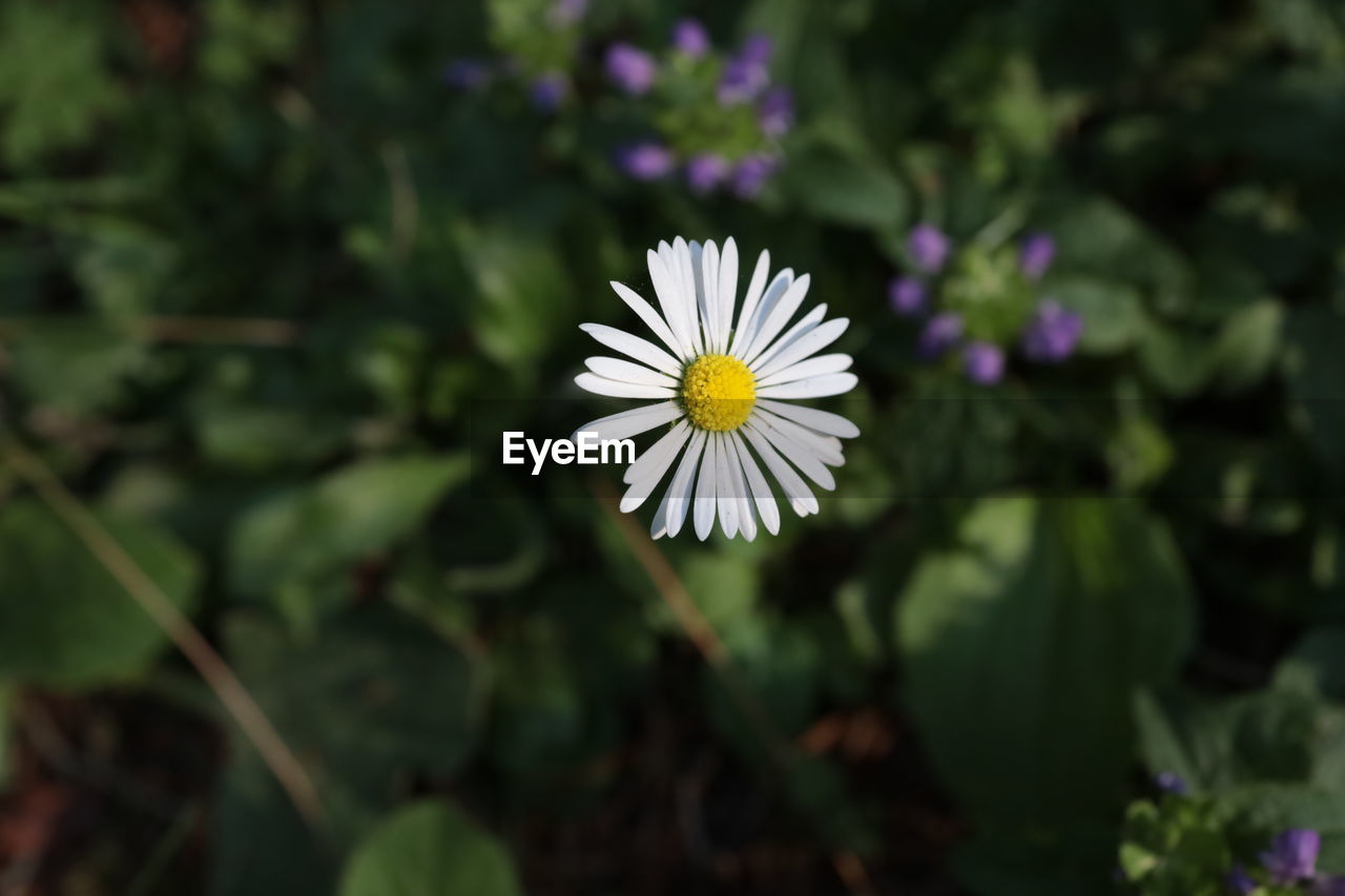 CLOSE-UP OF WHITE FLOWERING PLANT