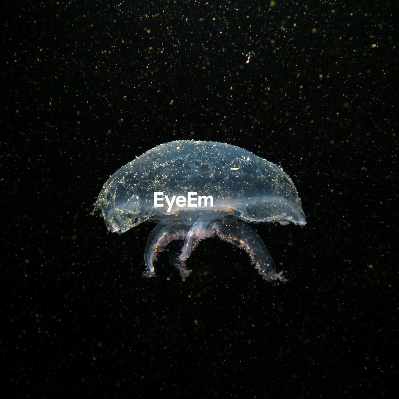 jellyfish swimming in water