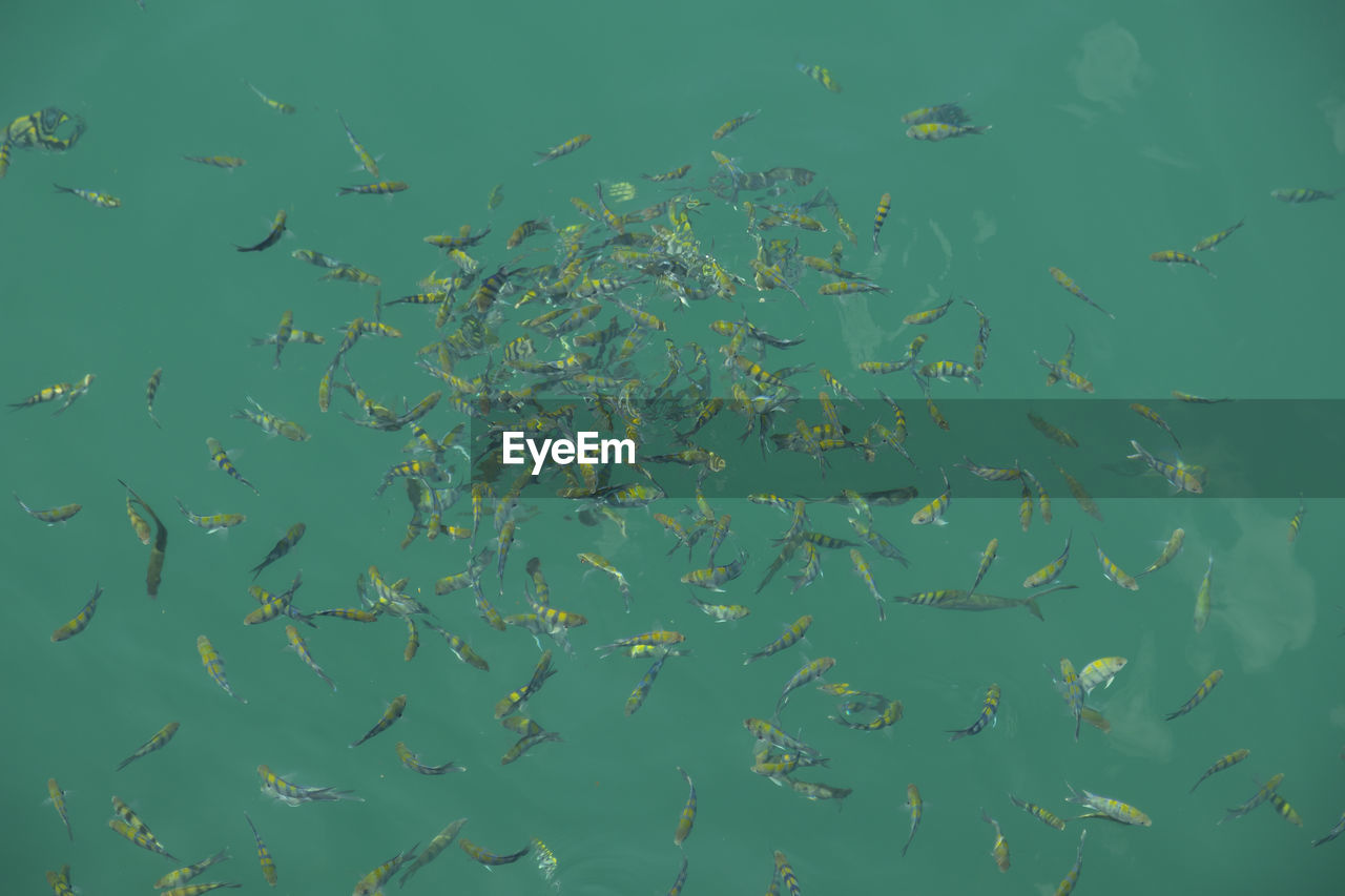 Flock of fish swimming in sea