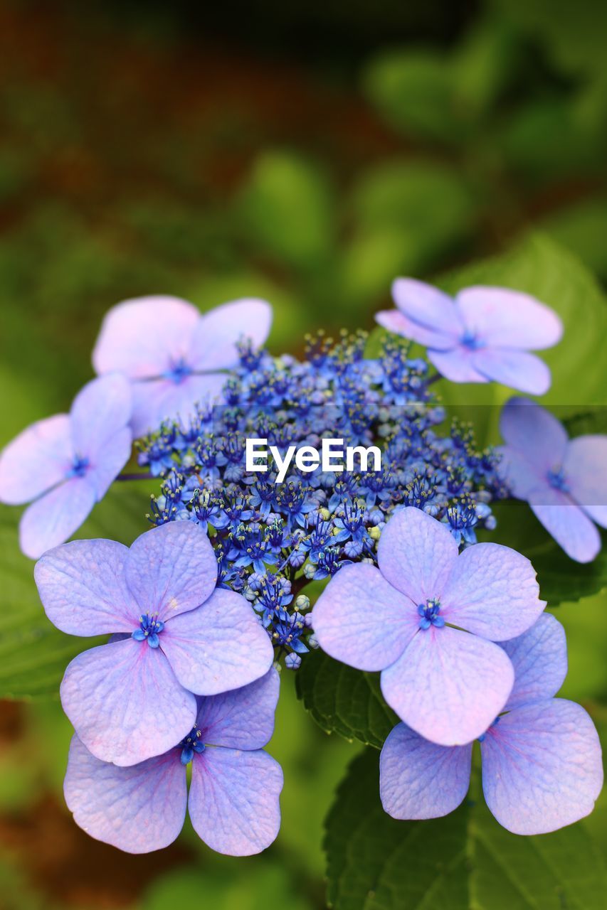 CLOSE-UP OF PURPLE FLOWERS ON PLANT