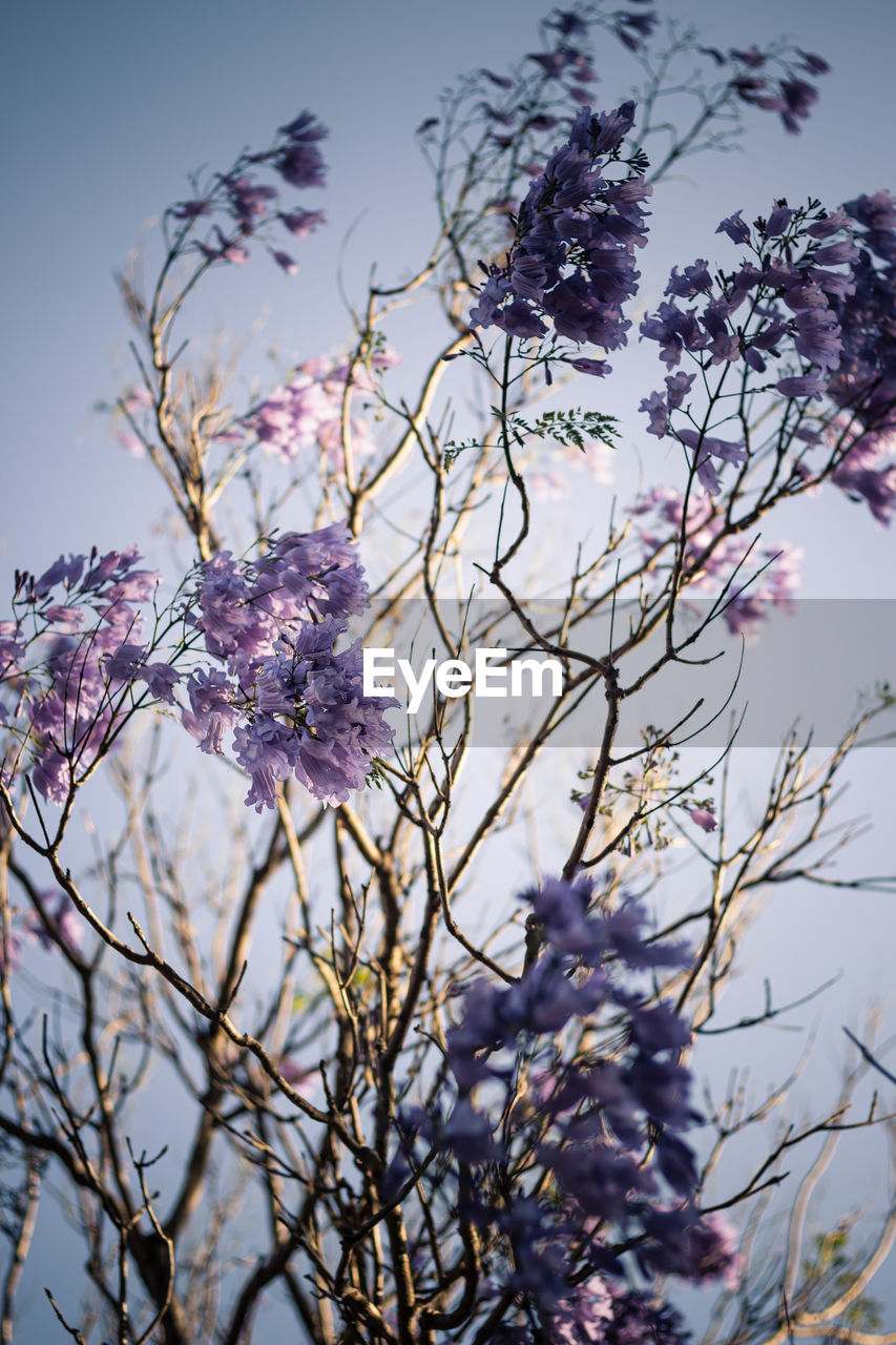 Low angle view of cherry blossoms against sky