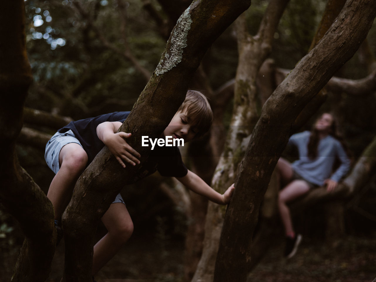 Children climbing trees in forest