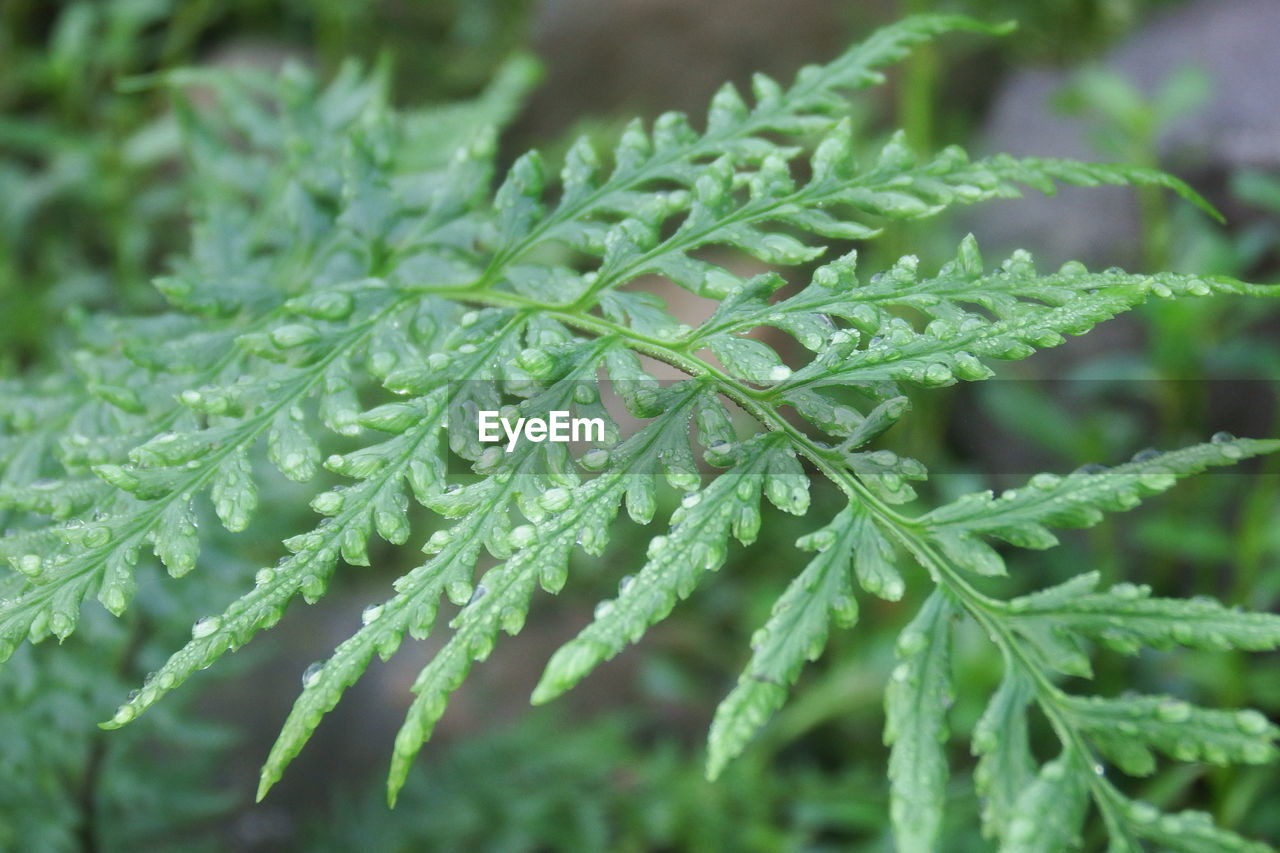 Close-up of water drops on leaves