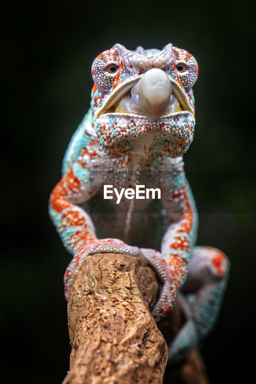 Close-up portrait of chameleon