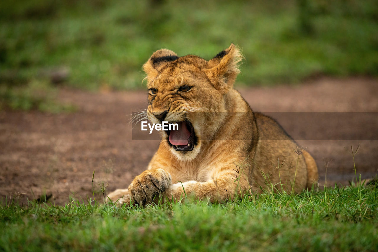 Close-up of lion cub yawning in grass