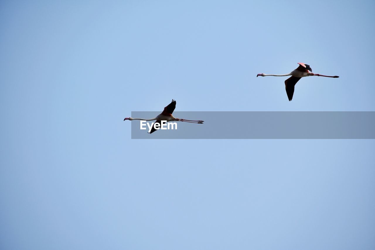 LOW ANGLE VIEW OF BIRDS FLYING