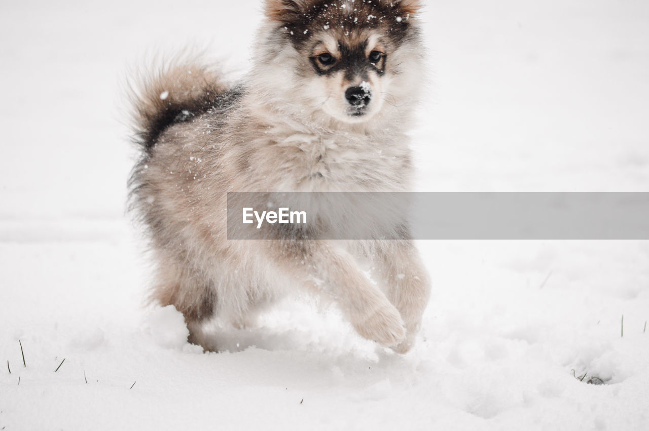 Portrait of puppy dog in snow