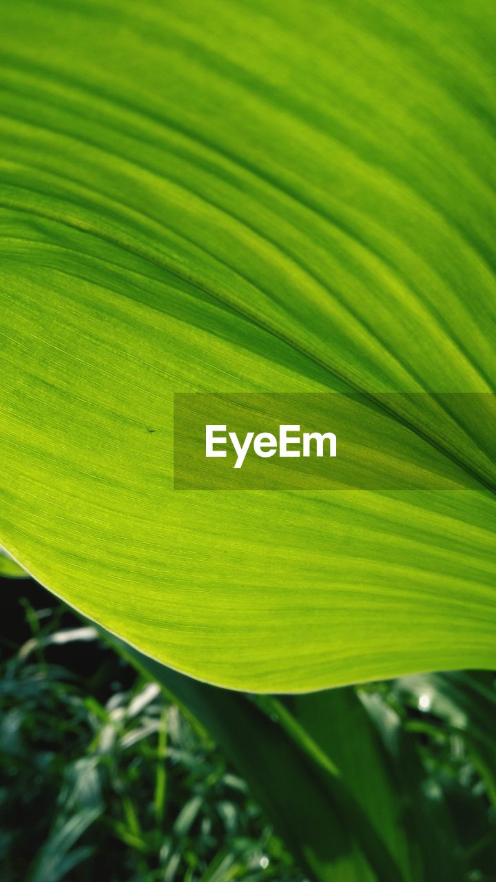 CLOSE-UP OF GREEN LEAVES ON PLANT
