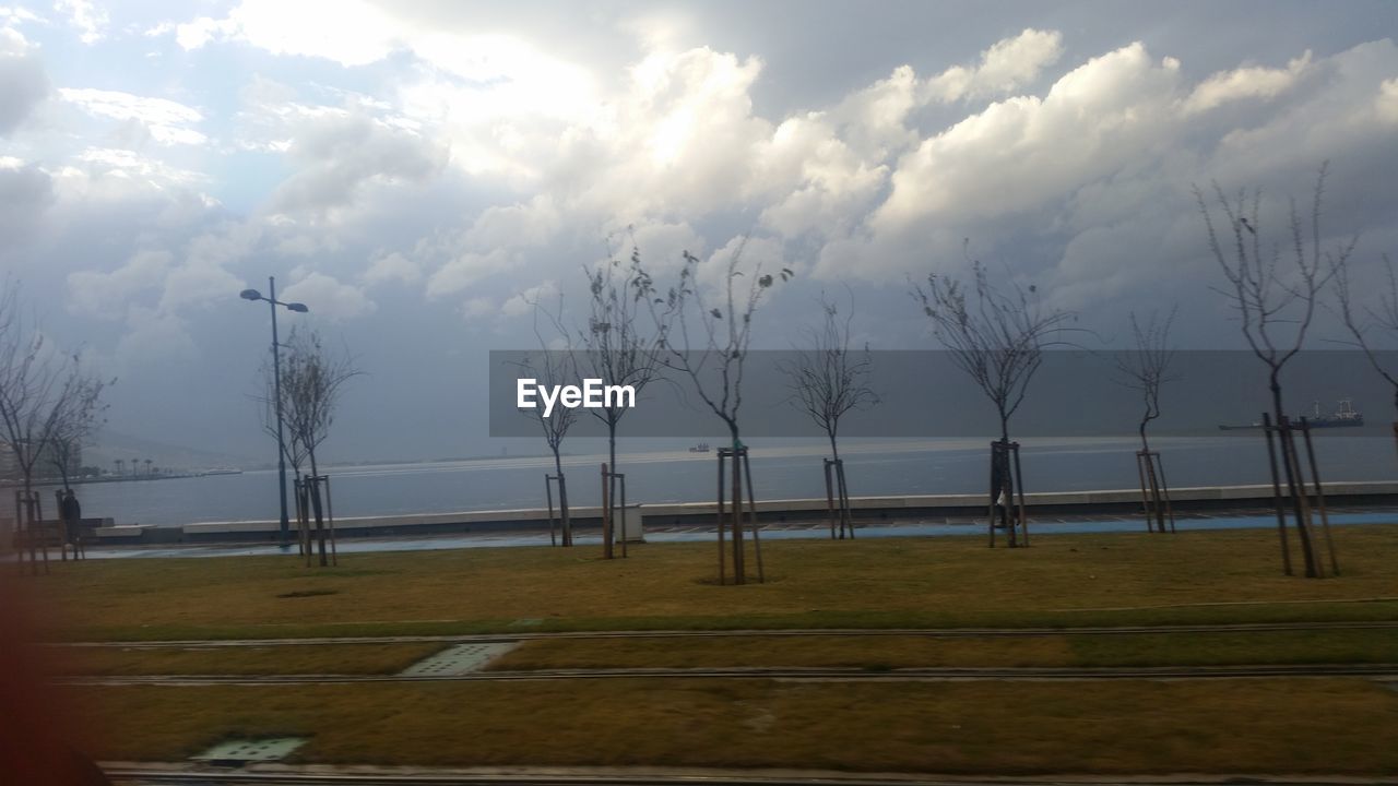 BARE TREES BY SEA AGAINST SKY