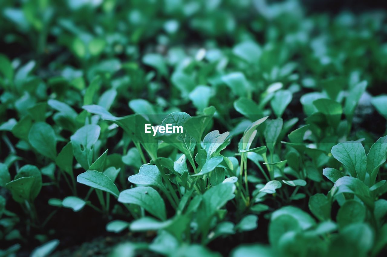 Full frame shot of fresh green plants