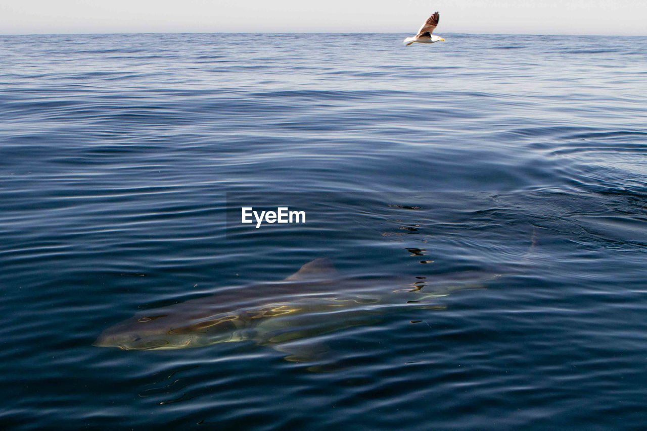 LOW SECTION OF PERSON IN SEA