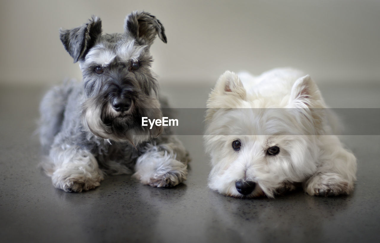 Portrait of miniature schnauzer and west highland white terrier dog on polished concrete floor
