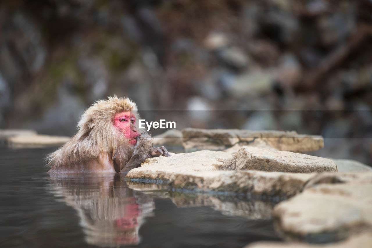 Japanese snow monkey macaque eat while bathing on hot spring onsen at jigokudani monkey park