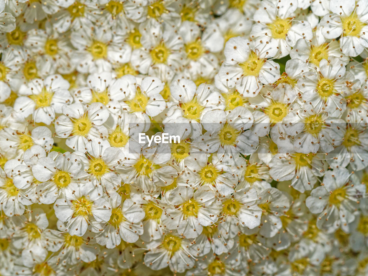 flower, flowering plant, yellow, plant, full frame, backgrounds, beauty in nature, freshness, fragility, no people, close-up, white, flower head, nature, petal, pattern, growth, inflorescence, springtime, abundance, day, chrysanths, outdoors, floral pattern