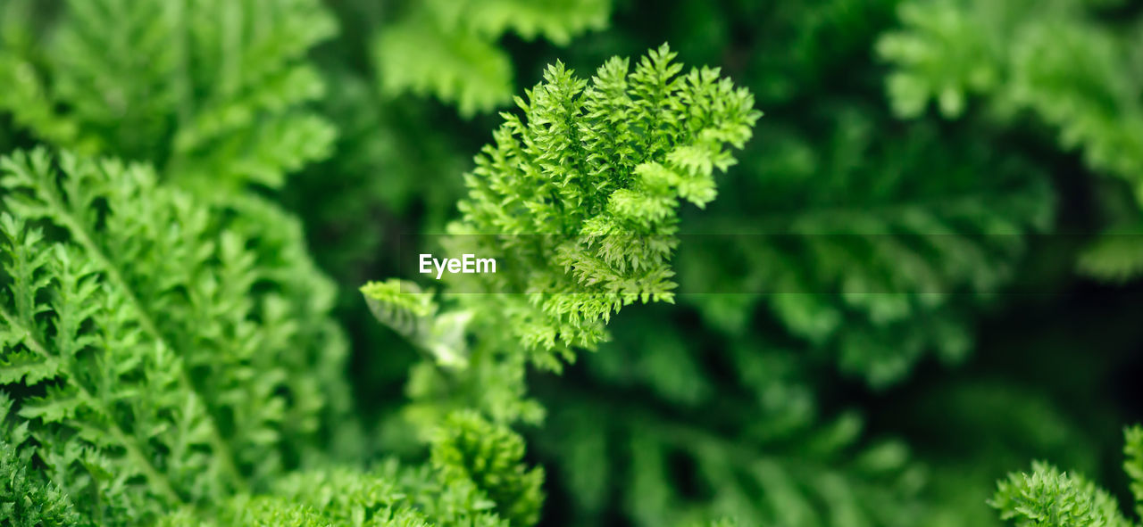 CLOSE-UP OF GREEN LEAVES