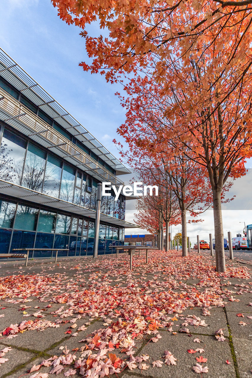 Autumn leaves on footpath by building against sky