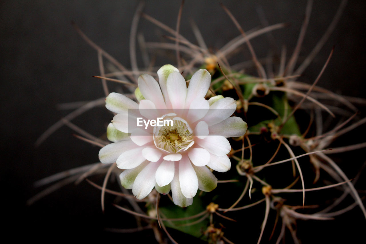 Close-up of white flowering cactus against black background