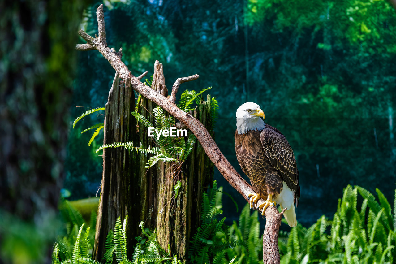 Southern bald eagle perched on dead tree limb in south florida