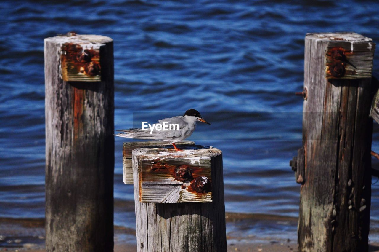 Common tern perching on wooden post