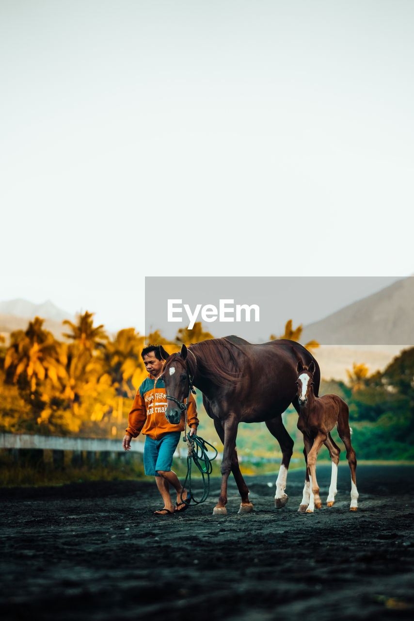 Horse standing on field against clear sky