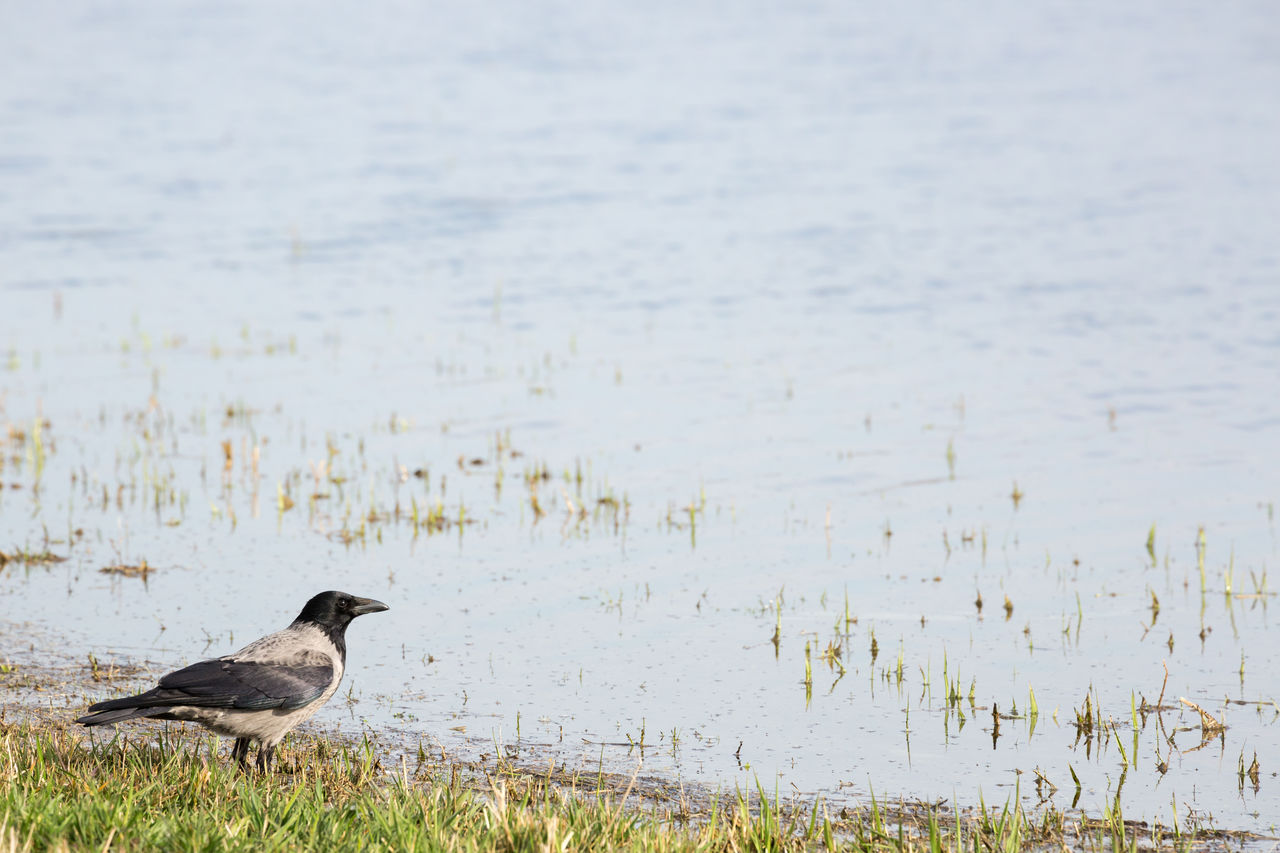 Crow perching on lakeshore