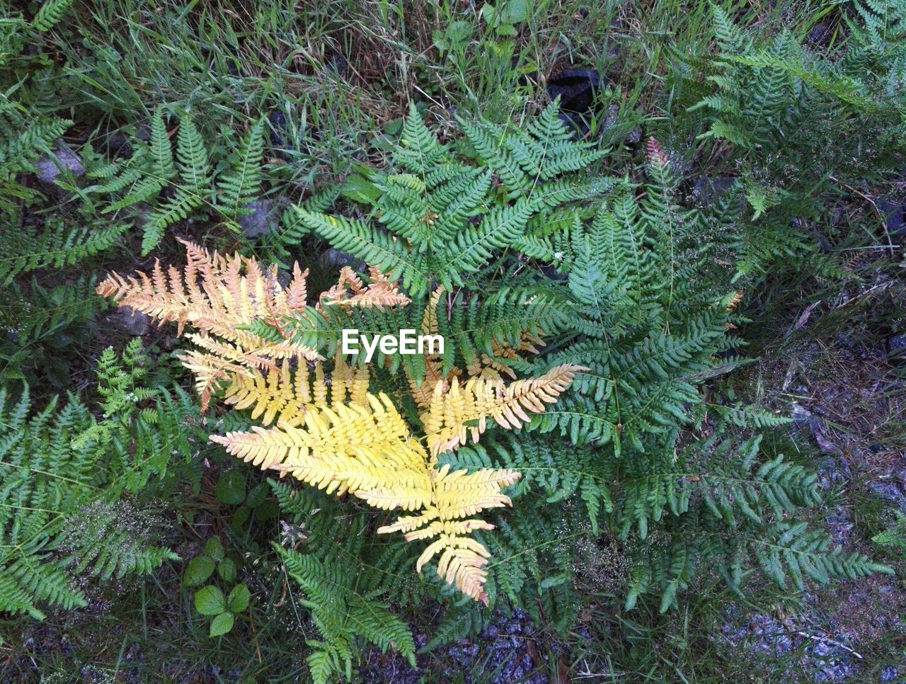PLANTS GROWING ON TREE