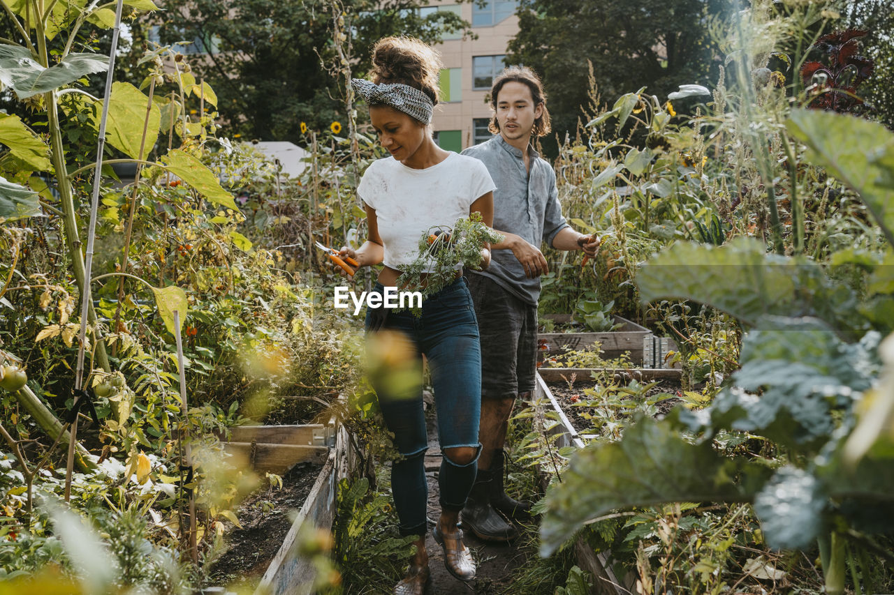 Male and female volunteers picking vegetables in community garden