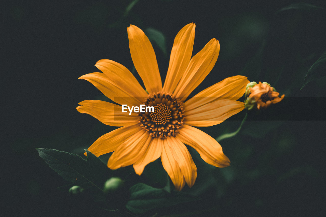 Close-up of yellow flower 