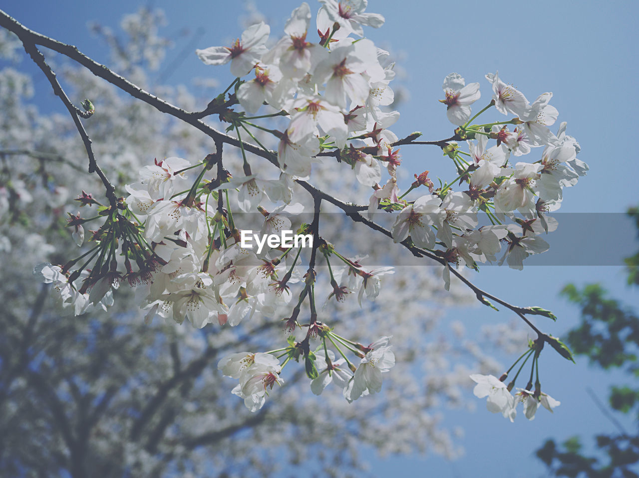 low angle view of cherry blossoms in spring