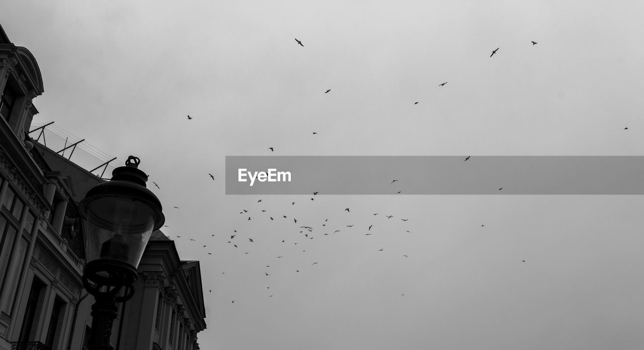 LOW ANGLE VIEW OF BIRDS FLYING OVER BUILDING