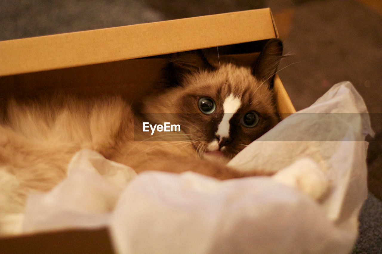 PORTRAIT OF CAT WITH KITTEN IN BOX