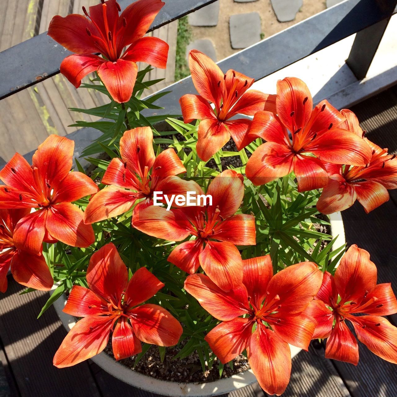 High angle view of potted orange lilies blooming outdoors