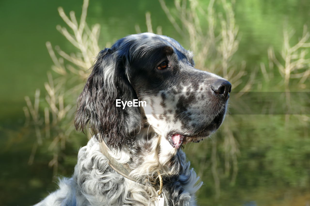 Portrait of an english setter - a fine gun dog and best buddy for active people
