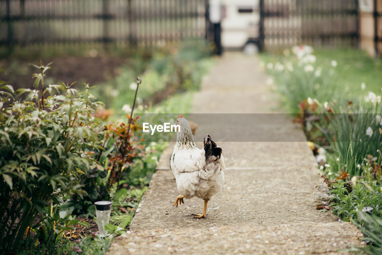 Hen on alley and grass