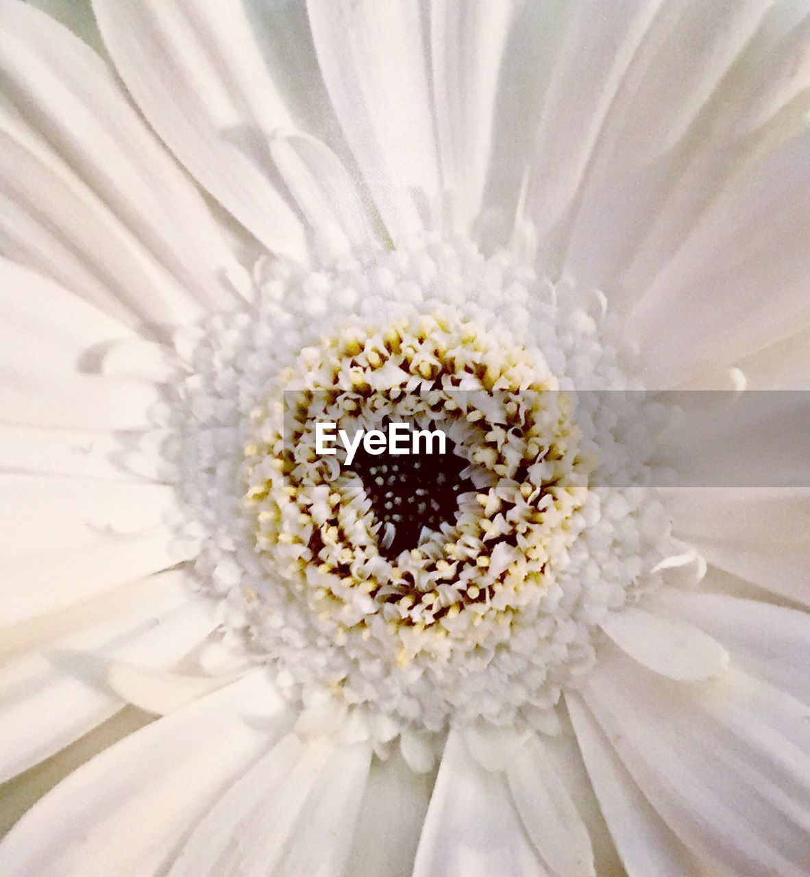 Close-up of white flower