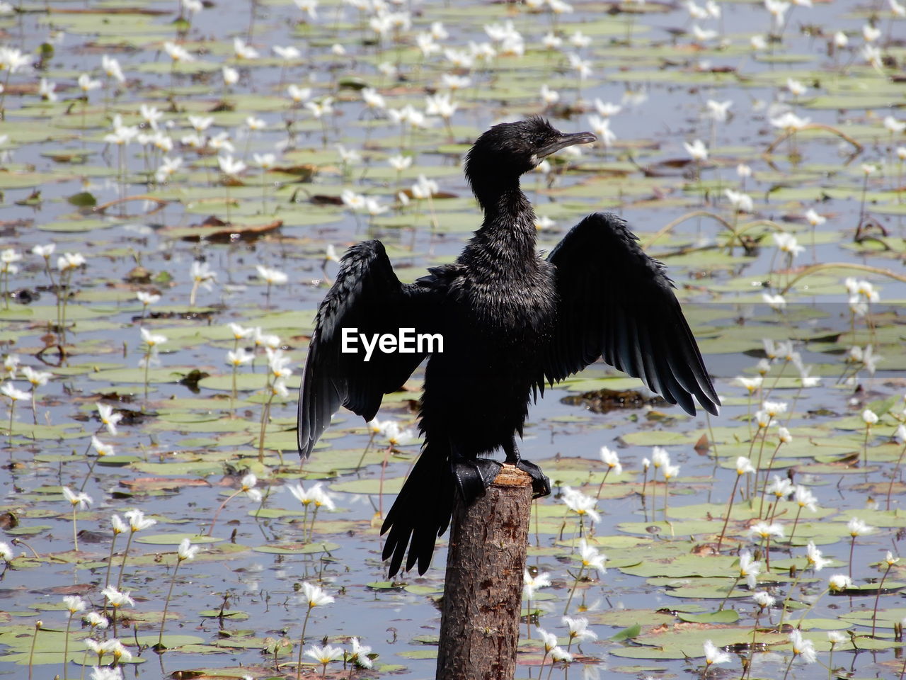 Cormorant perching on a lake in the kerala backwaters, india. 