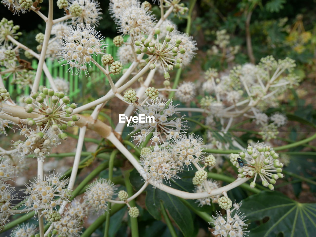 CLOSE-UP OF FLOWER