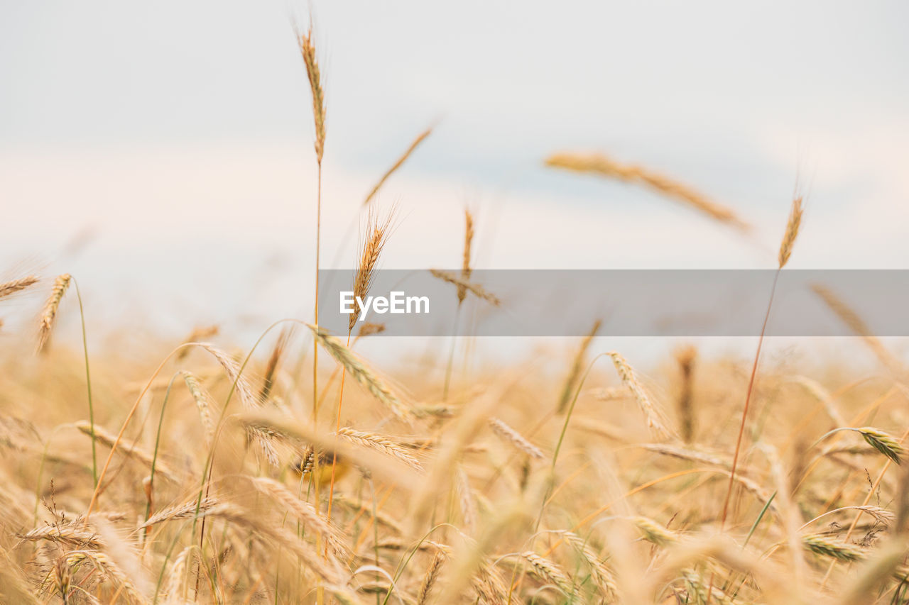 close-up of wheat field