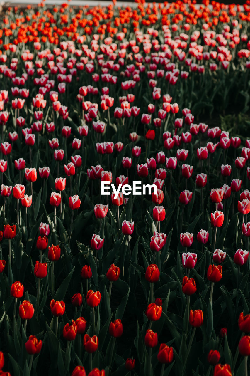 Close-up of red tulip flowers on field