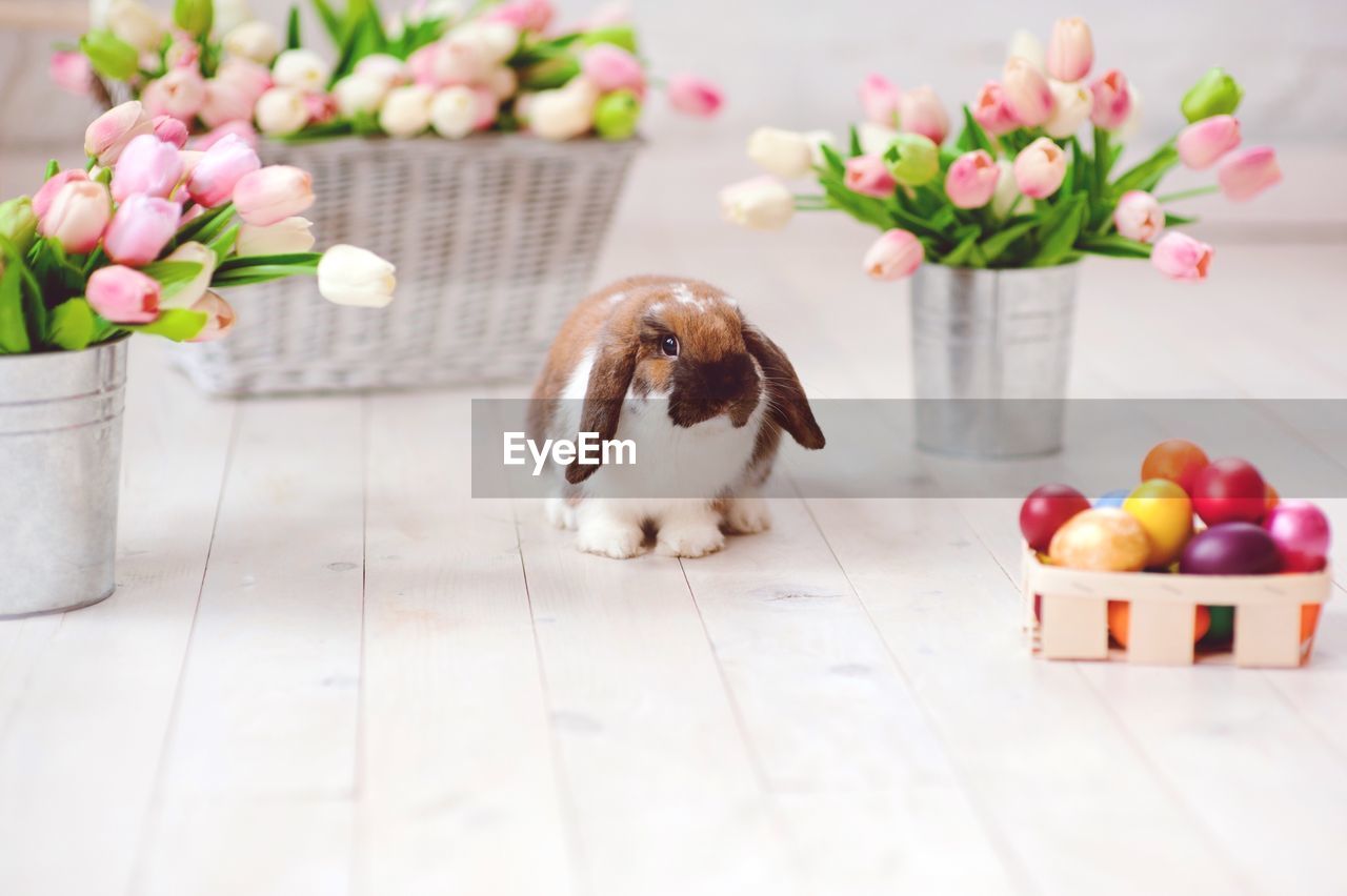 Rabbit sitting by tulips in container
