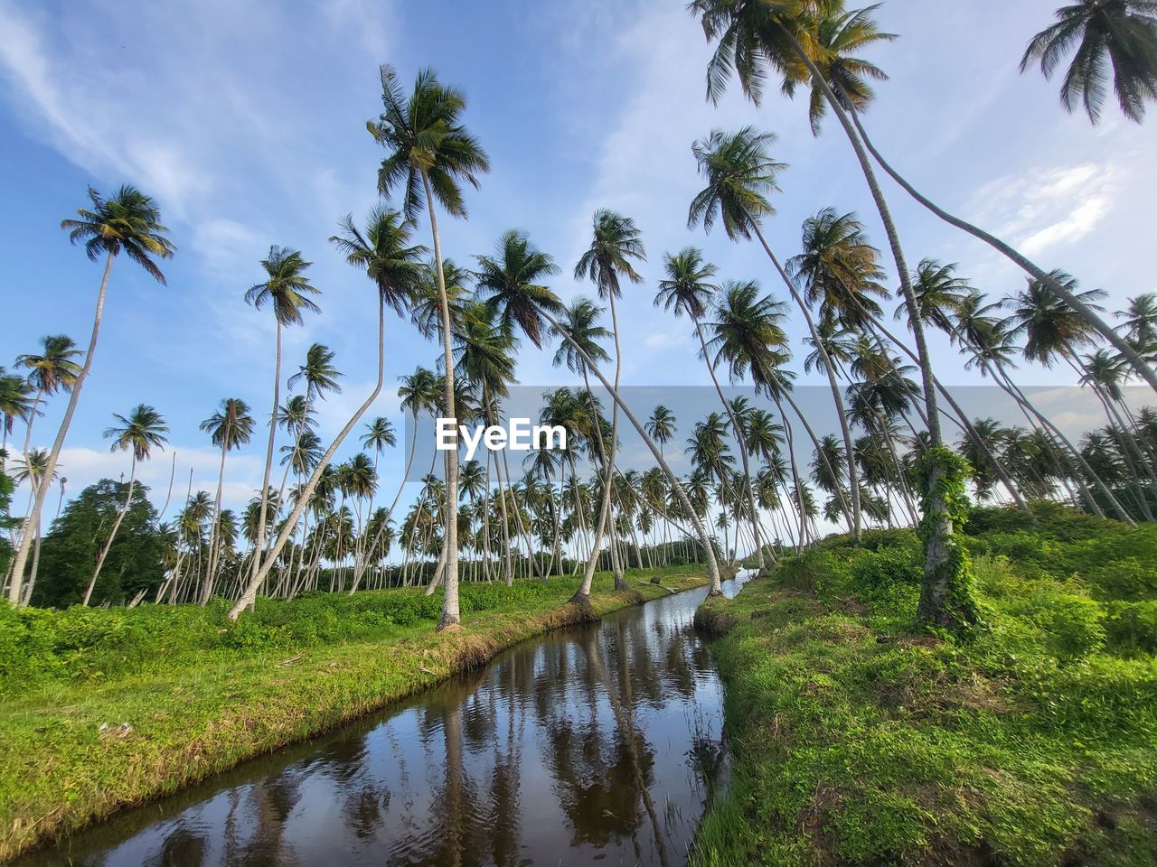 palm tree, tropical climate, plant, tree, water, sky, nature, coconut palm tree, land, environment, beauty in nature, landscape, scenics - nature, tranquility, cloud, no people, growth, tropical tree, tranquil scene, tropics, reflection, outdoors, travel destinations, green, travel, field, non-urban scene, rice paddy, agriculture, grass, day, beach, rural scene, vegetation, flower, idyllic, tourism, rice, vacation, wetland, trip, lake, paddy field, body of water, environmental conservation