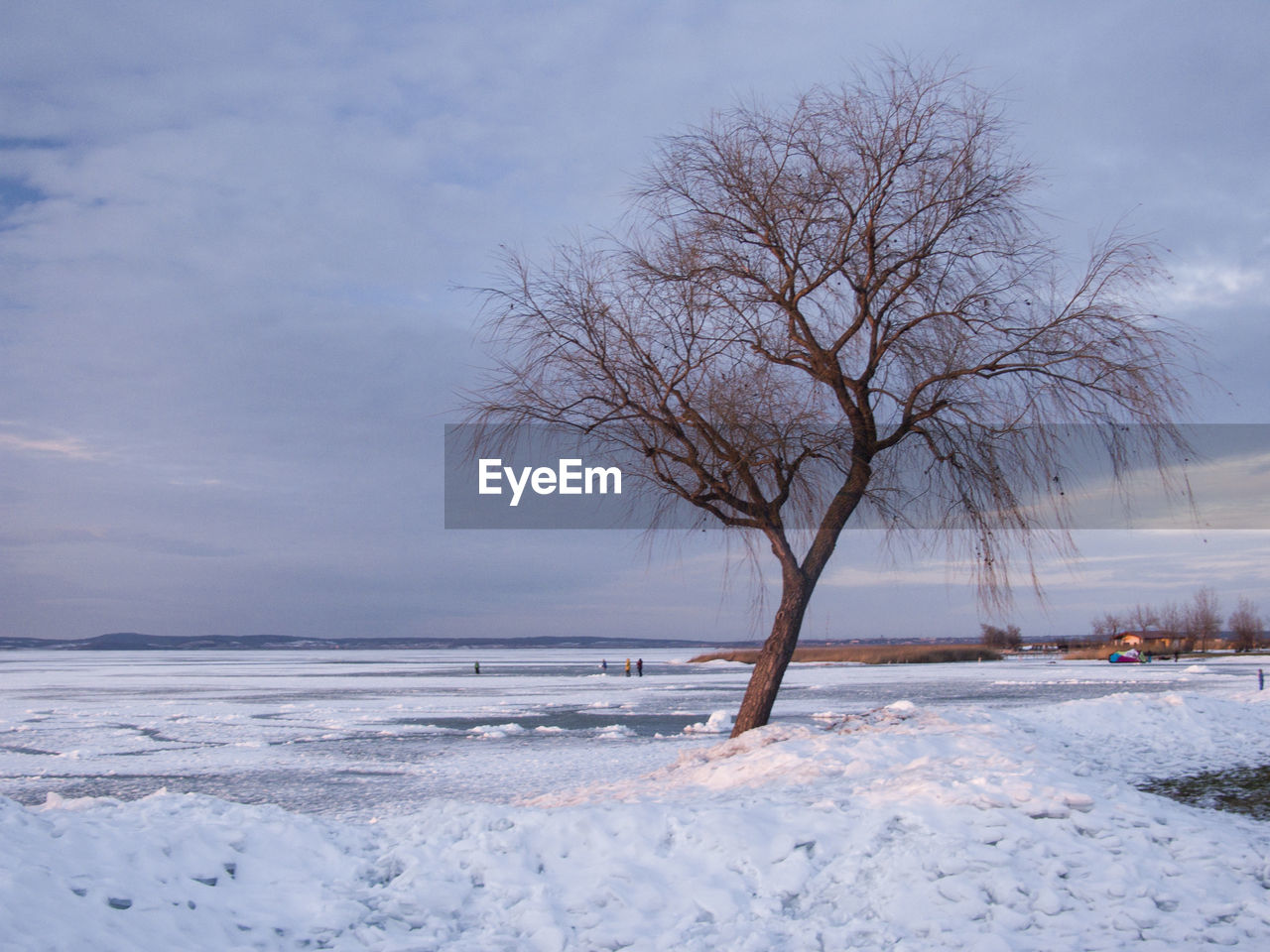 Bare trees on snow covered field