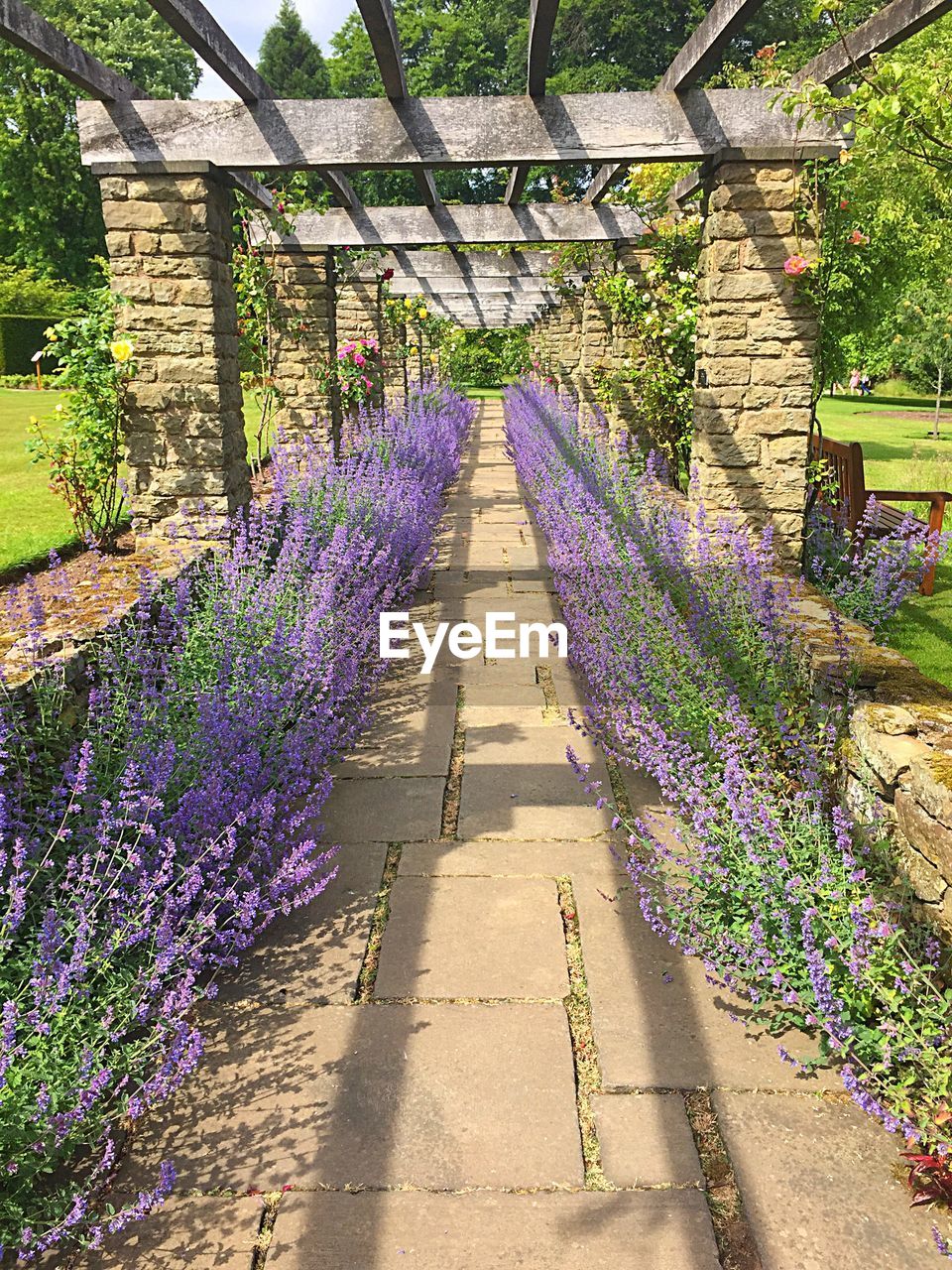 Lavenders growing in park