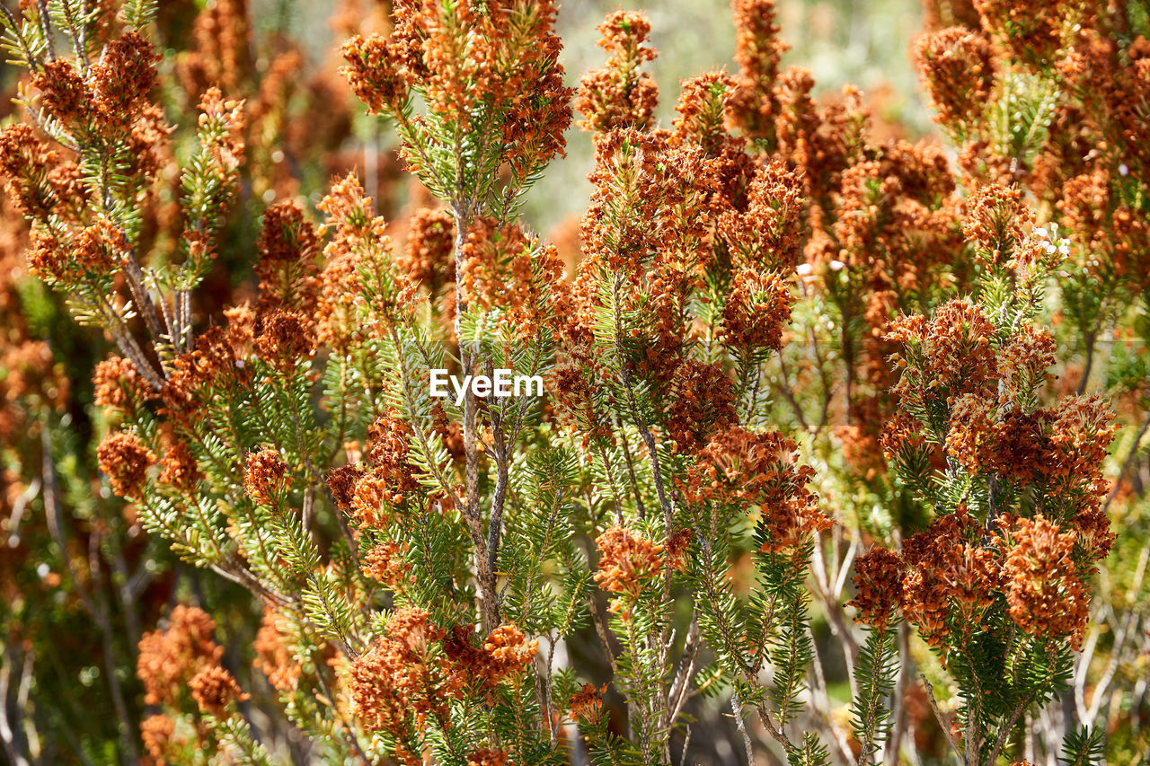 Close-up of flowering plants on field