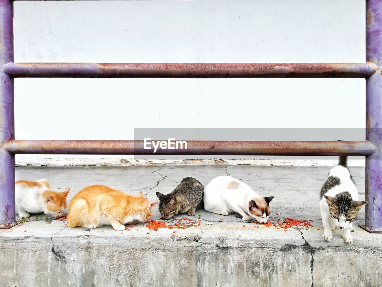 Cats eating food on retaining wall