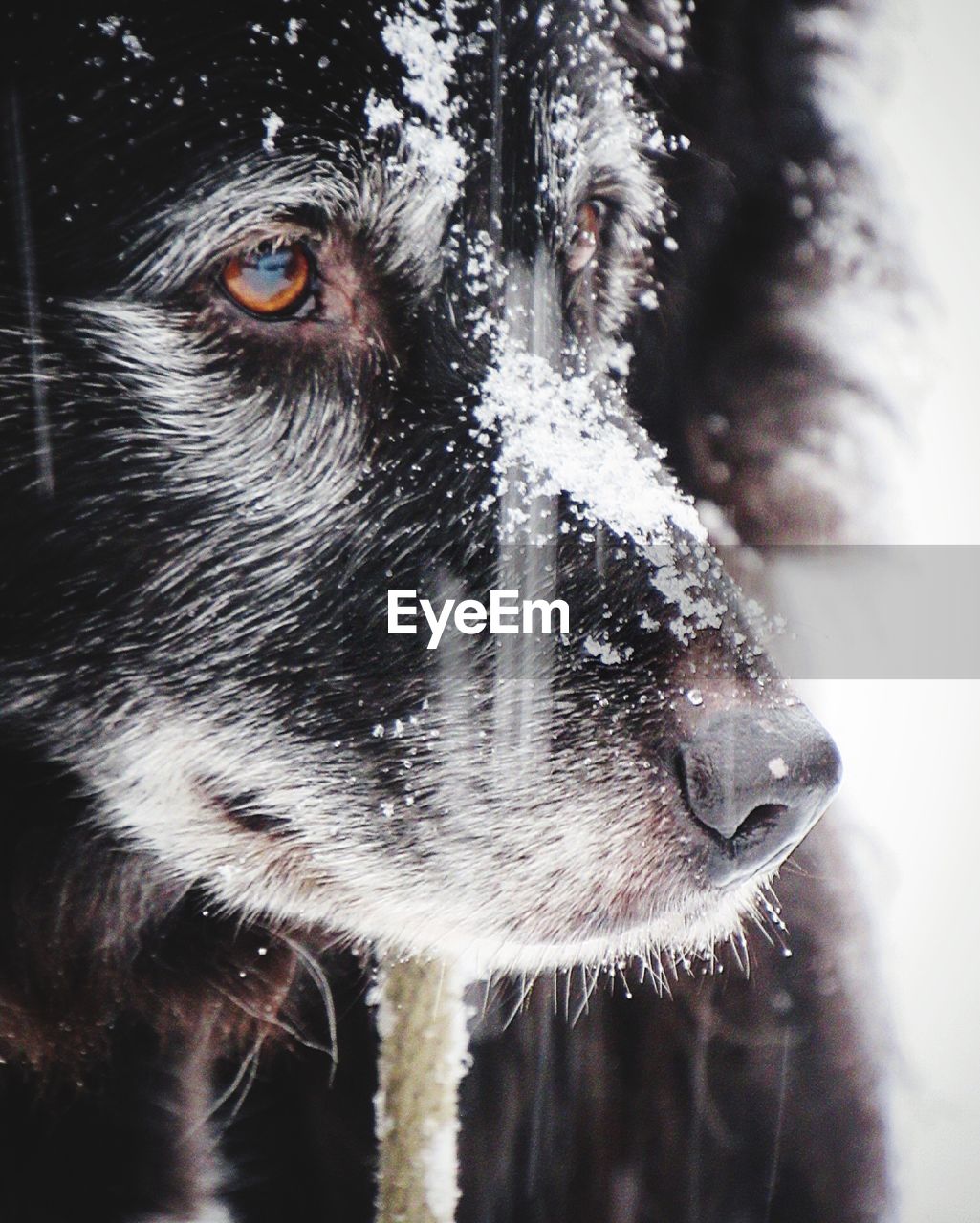 CLOSE-UP PORTRAIT OF DOG DURING WINTER