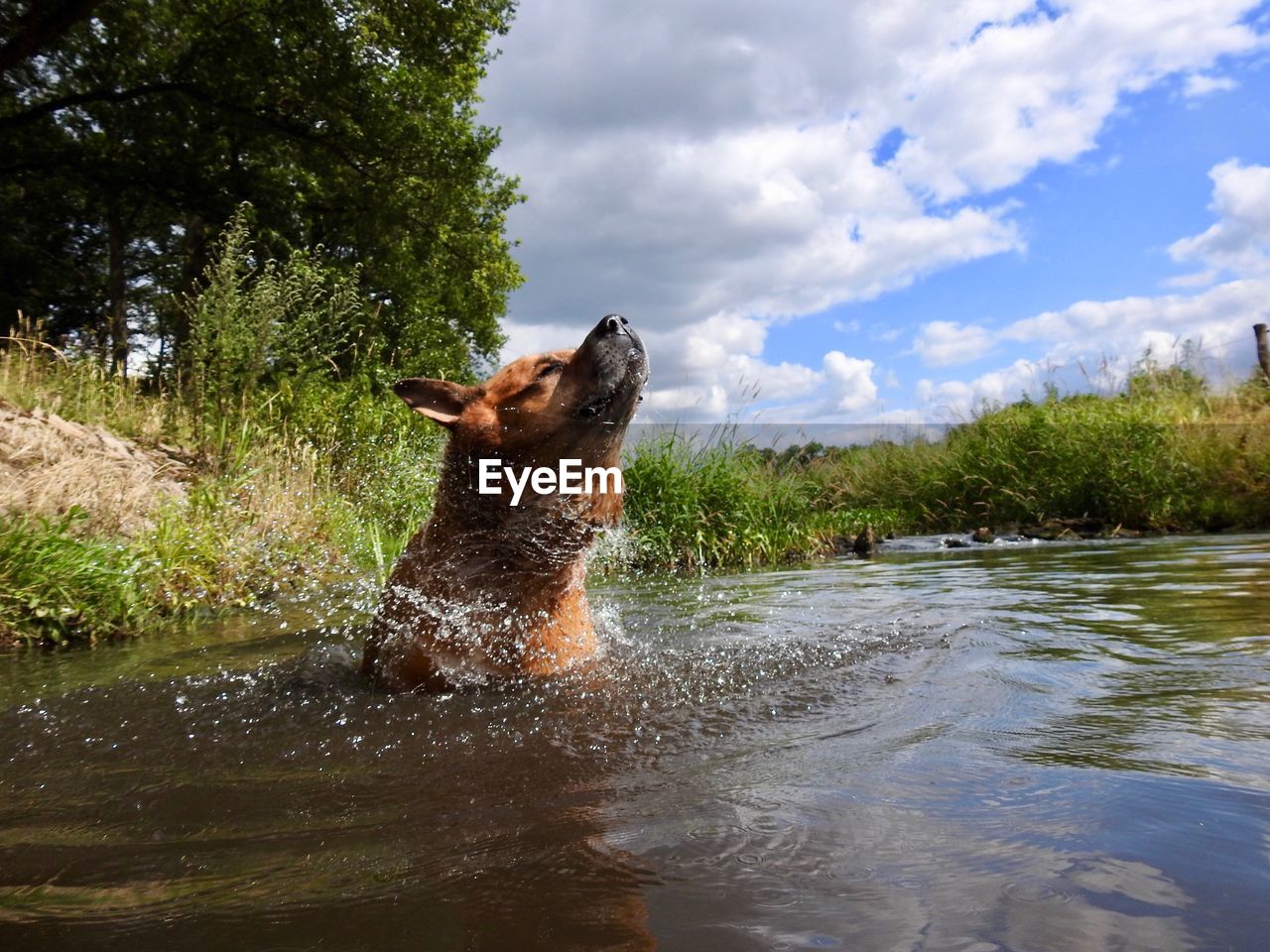 DOG STANDING IN LAKE